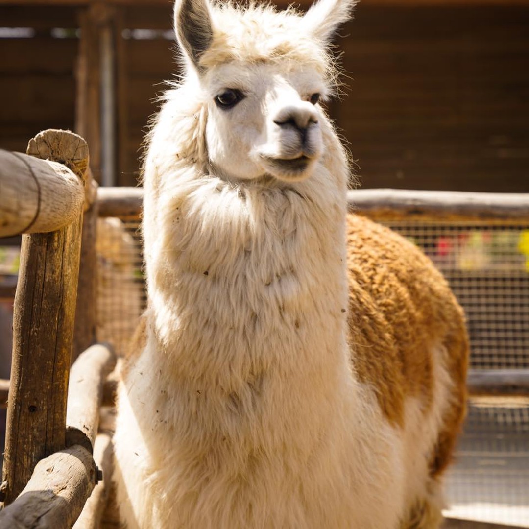 Alpaca