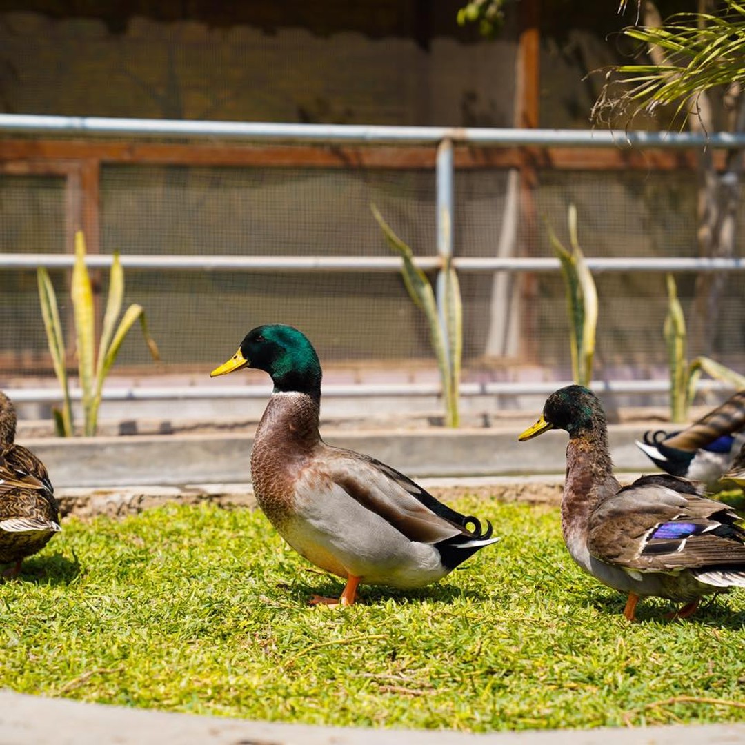 Patos