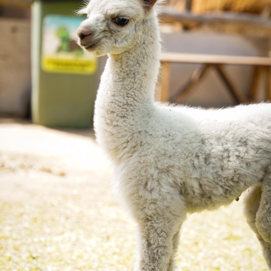 Alpaca en la granja